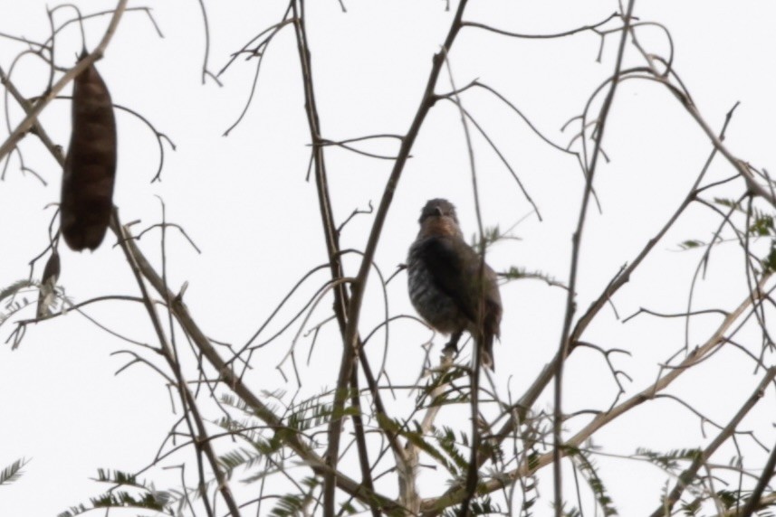 Buff-throated Purpletuft - ML625111989