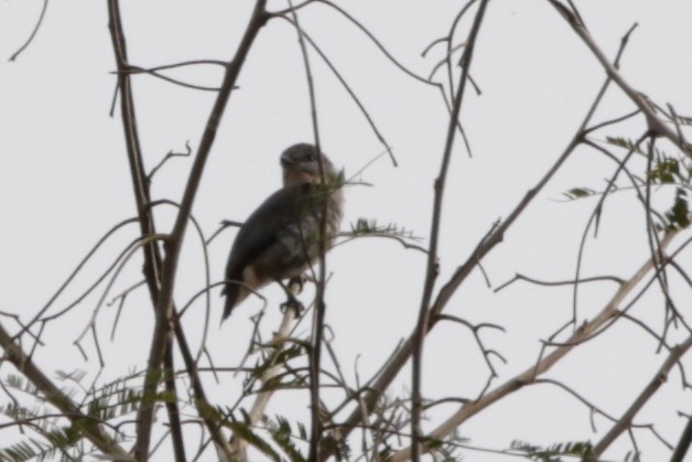 Buff-throated Purpletuft - ML625111990