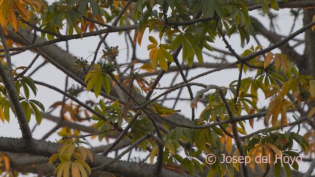 Northern Yellow White-eye - ML625112007