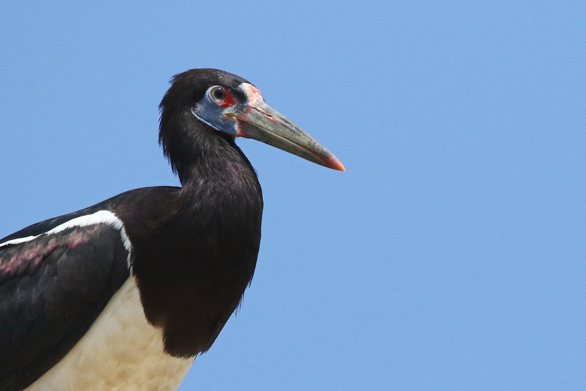 Abdim's Stork - Rik Vetter