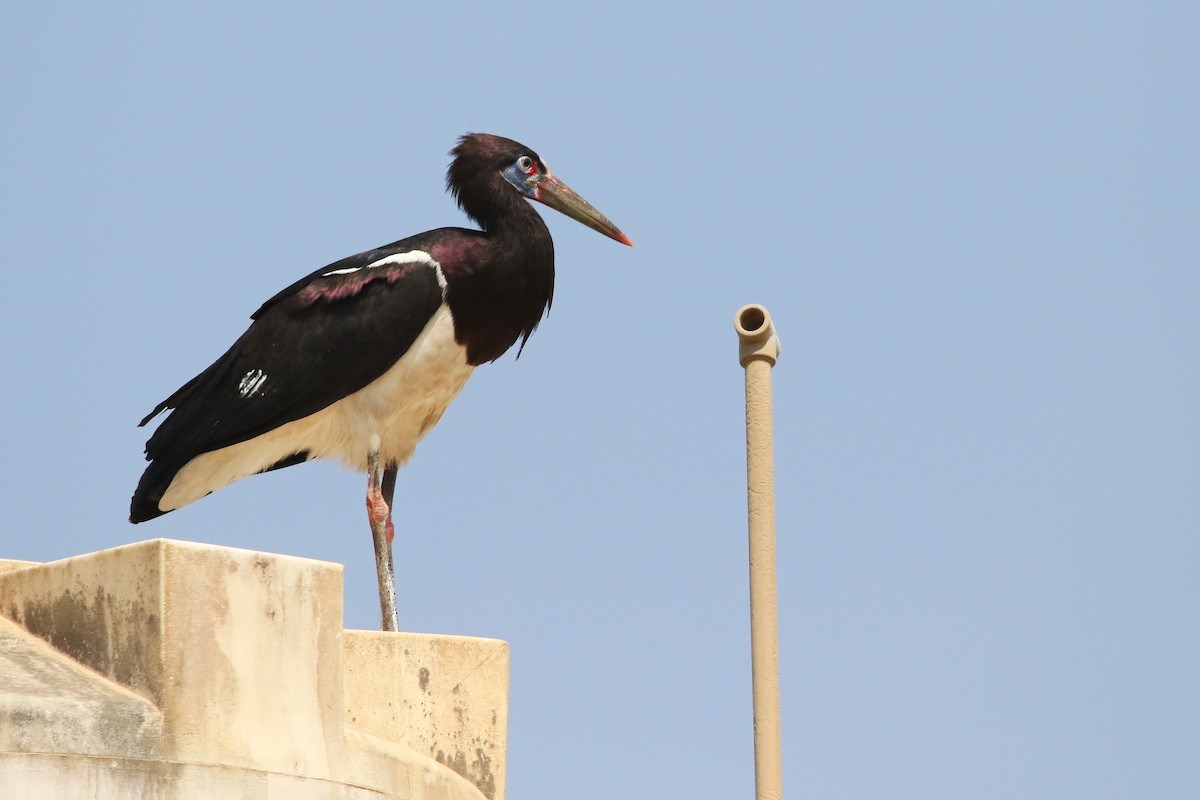 Cigogne d'Abdim - ML625112103