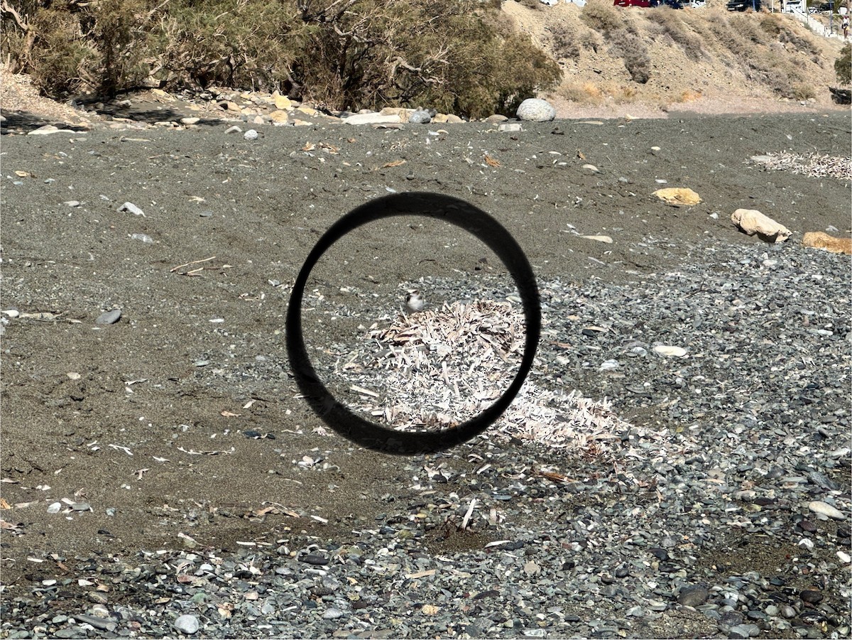 Kentish Plover - ML625112132