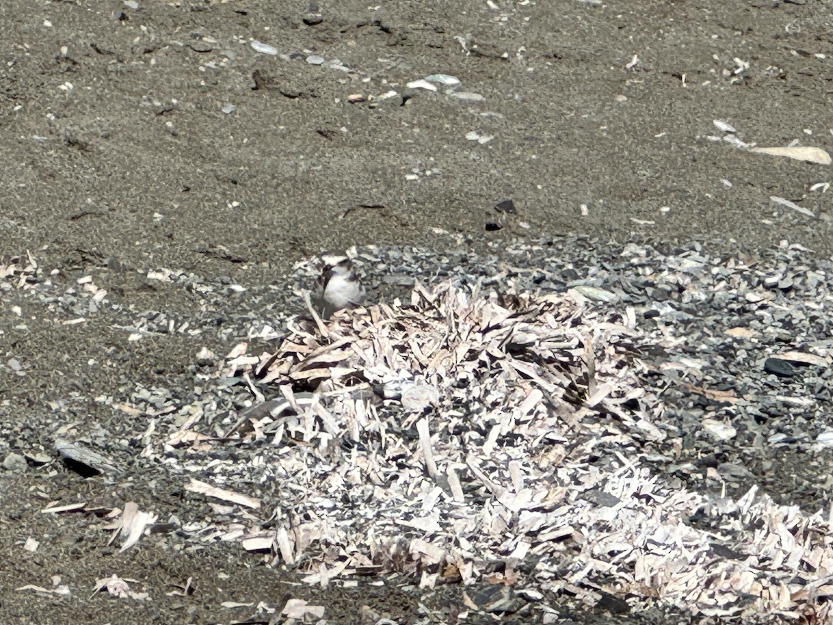 Kentish Plover - ML625112133