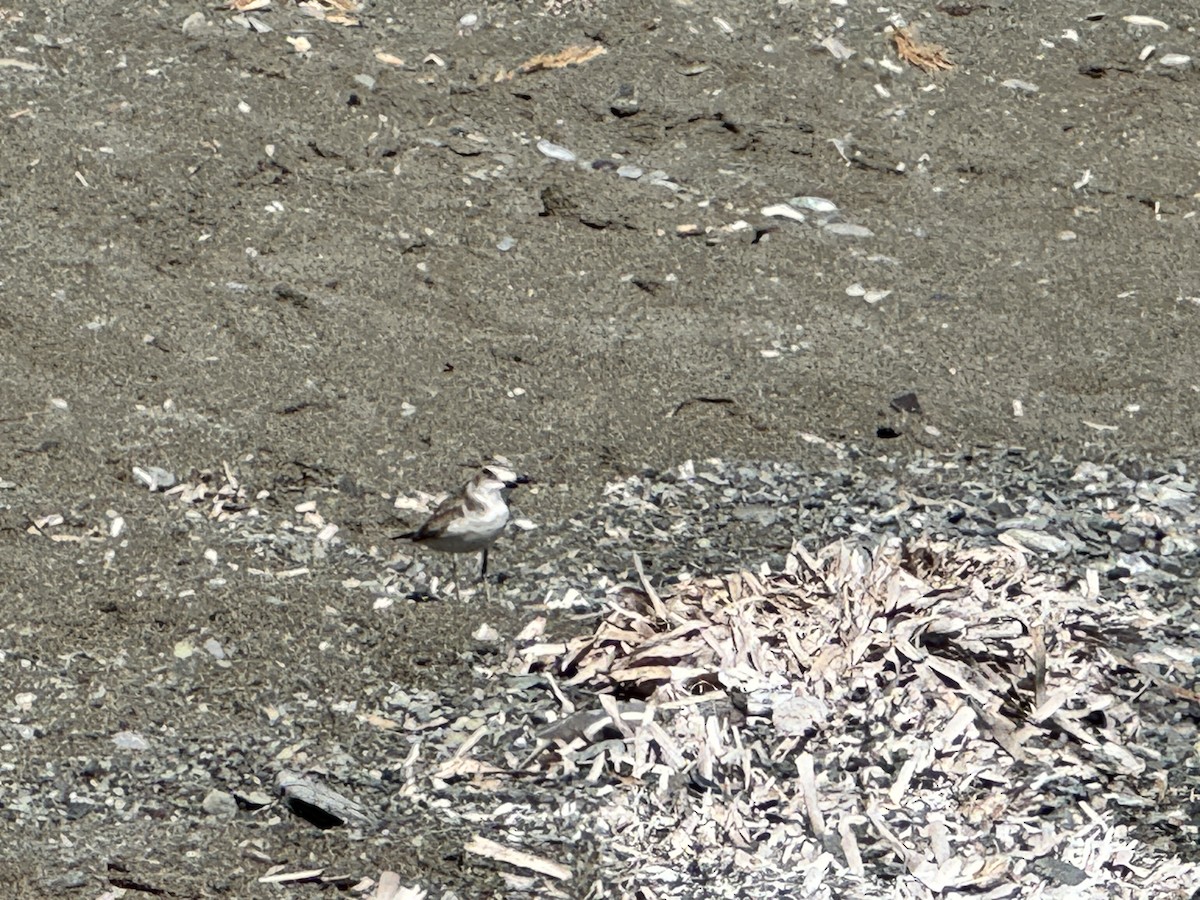 Kentish Plover - ML625112134