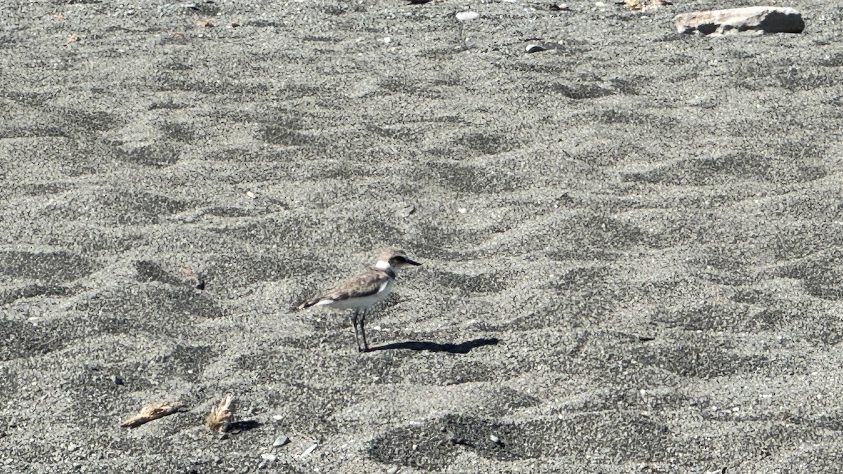 Kentish Plover - ML625112135