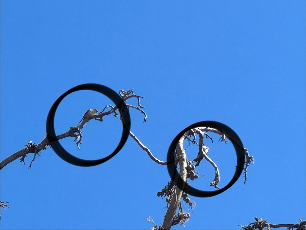 Eurasian Crag-Martin - ML625112144