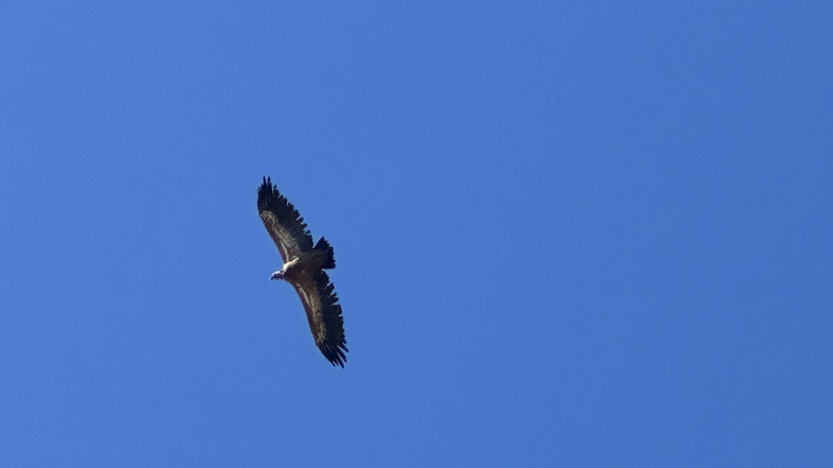 Eurasian Griffon - ML625112179