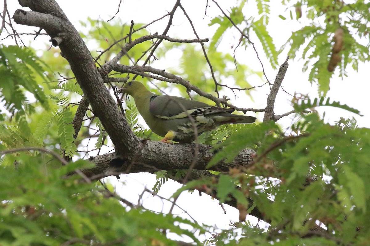 Madagascar Green-Pigeon - ML625112208