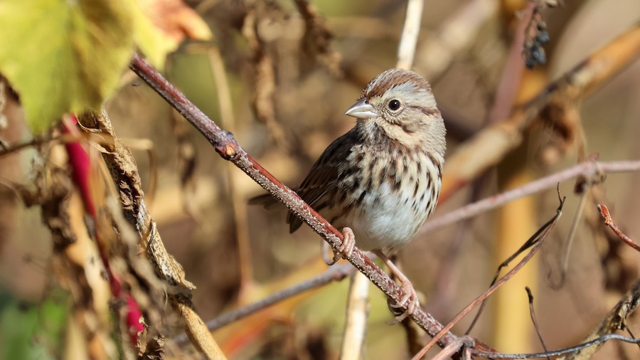 Roomy/song sparrow：美品CD Song Sparrow's Song – Sorrel Sky Gallery