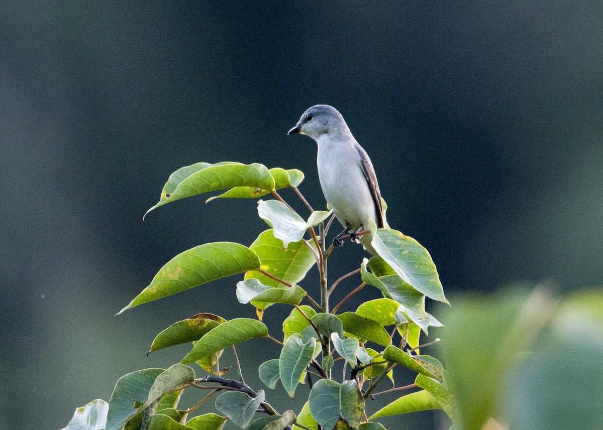 Brown-rumped Minivet - ML625112251