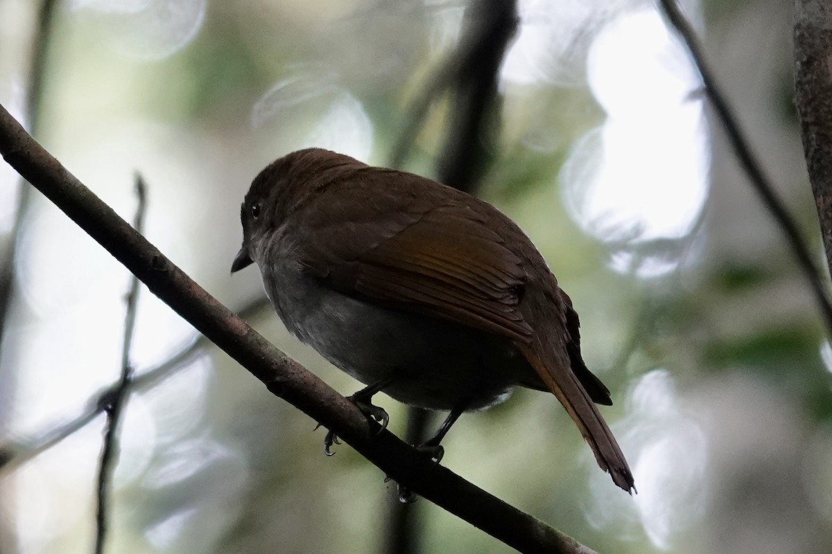 Golden Bowerbird - ML625112278