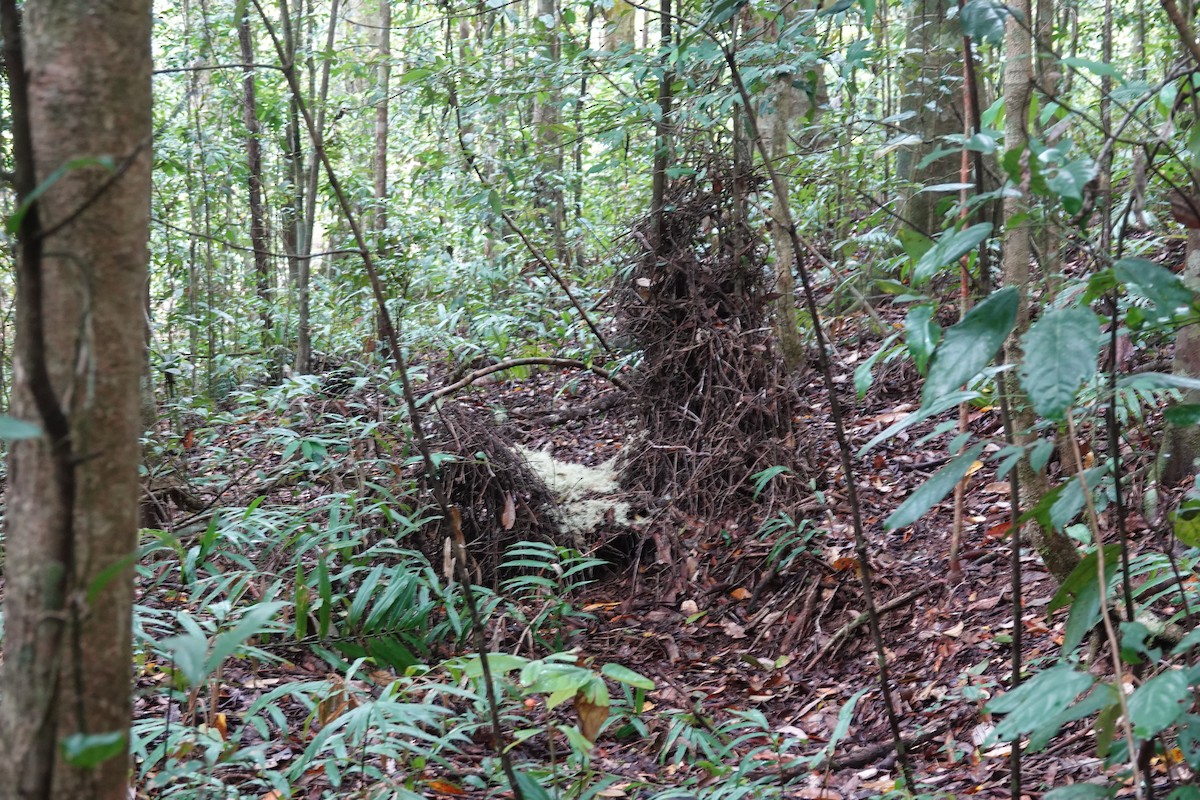 Golden Bowerbird - ML625112279