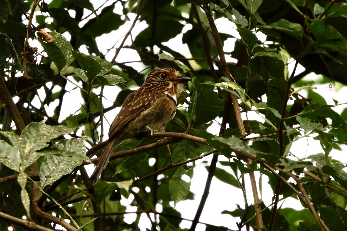 Crescent-chested Puffbird - ML625112322