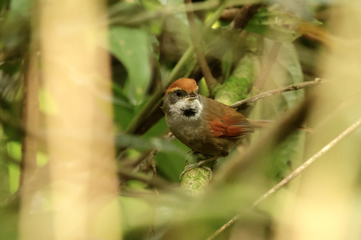 Rufous-capped Spinetail - ML625112363