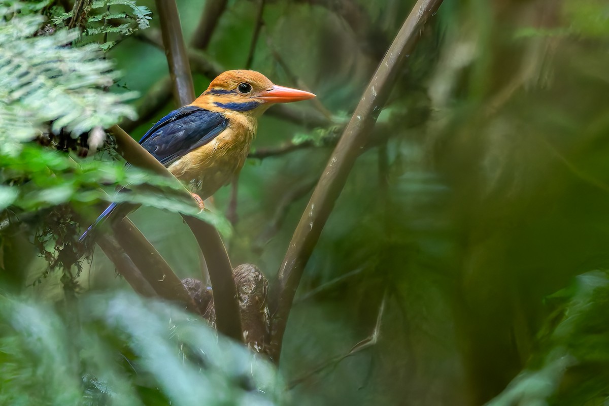 Moustached Kingfisher - ML625112383