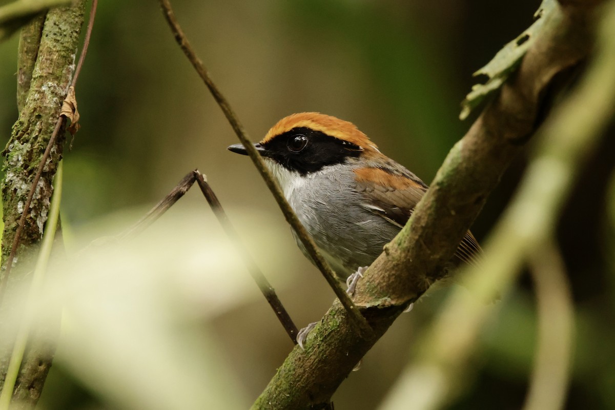 Black-cheeked Gnateater - ML625112404