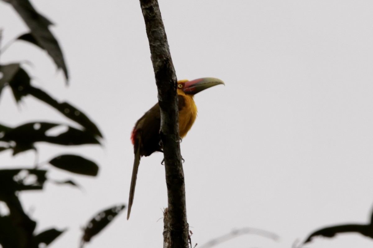 Saffron Toucanet - ML625112440