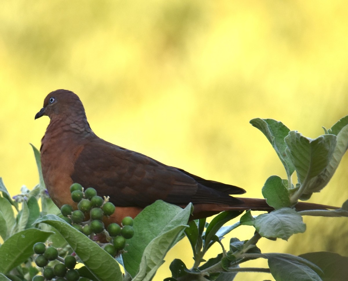 Brown Cuckoo-Dove - ML625112490