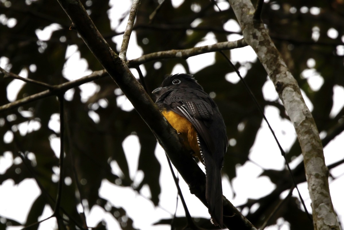 Green-backed Trogon - ML625112515