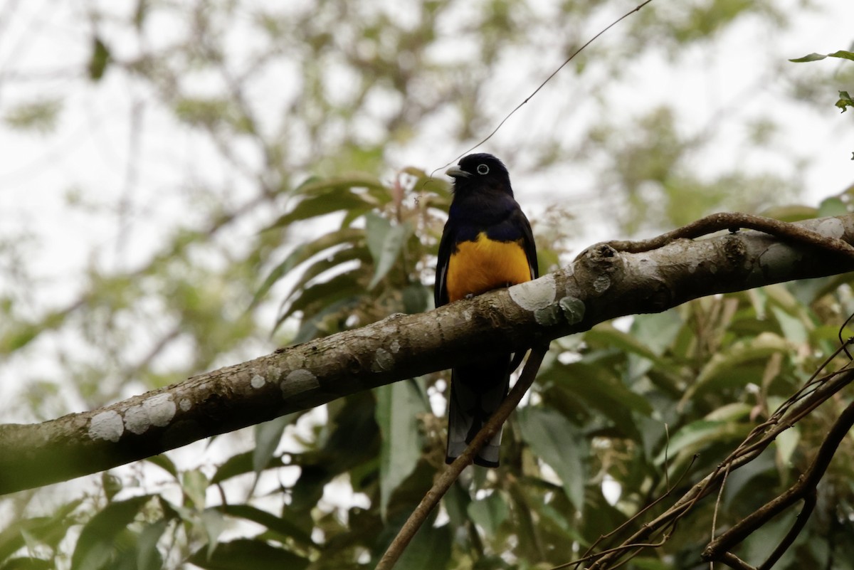 Green-backed Trogon - ML625112516