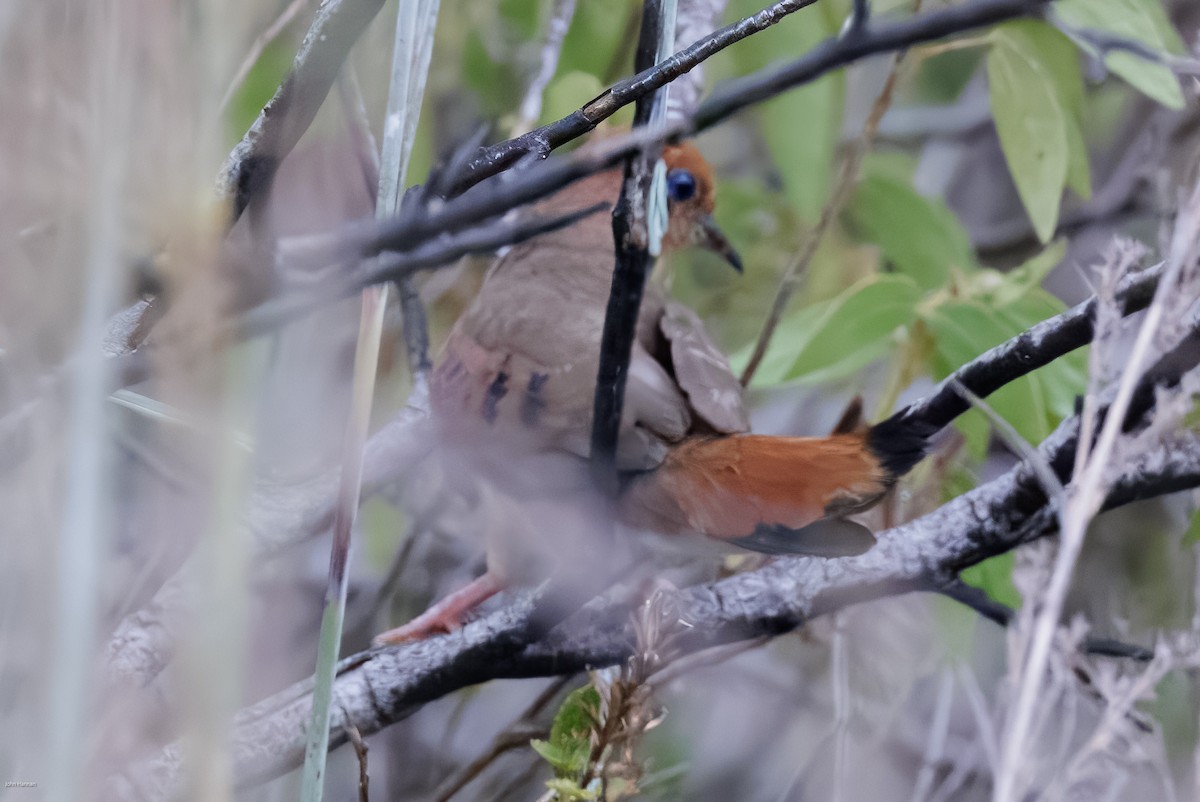 Blue-eyed Ground Dove - ML625112600