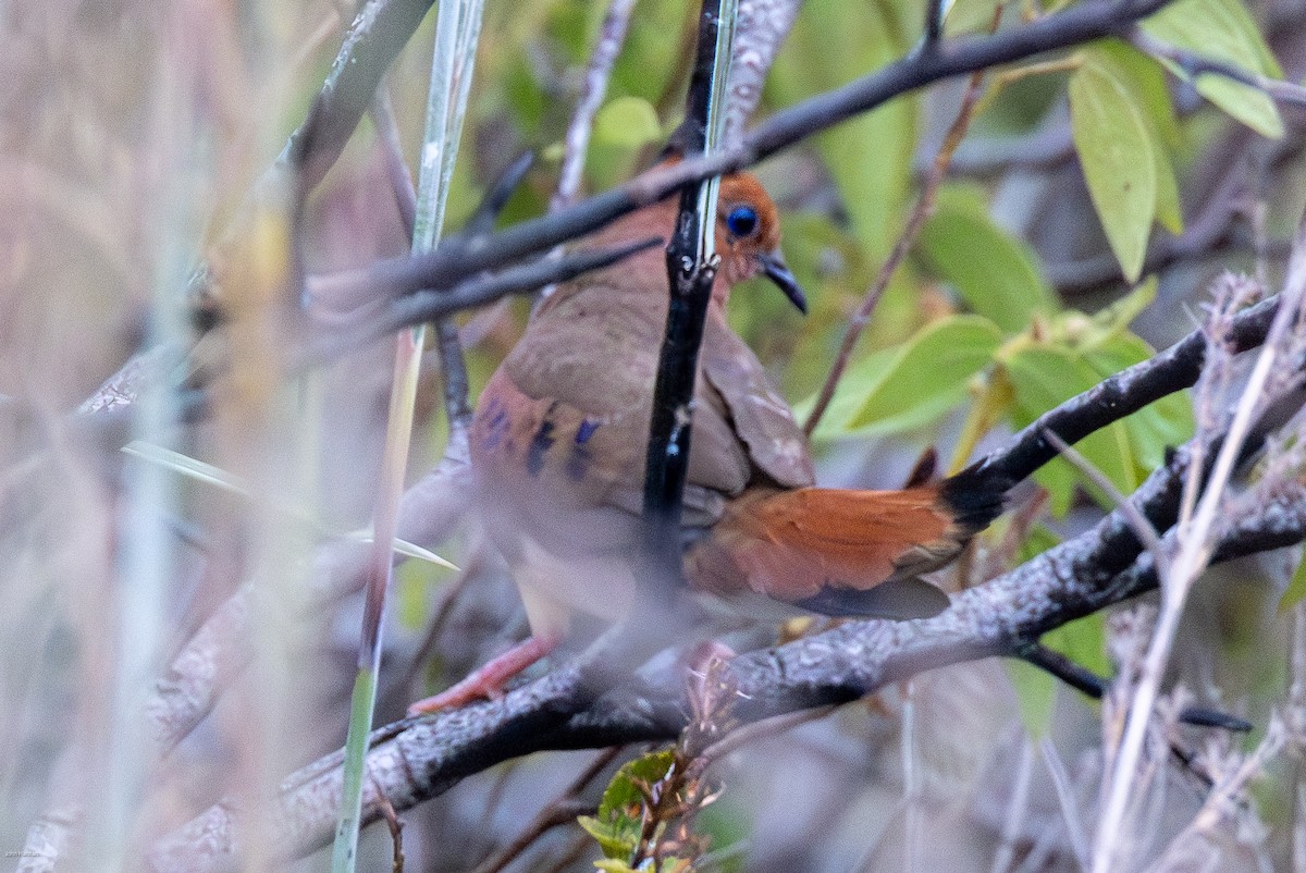 Blue-eyed Ground Dove - ML625112601