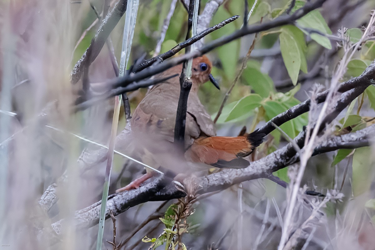 Blue-eyed Ground Dove - ML625112602