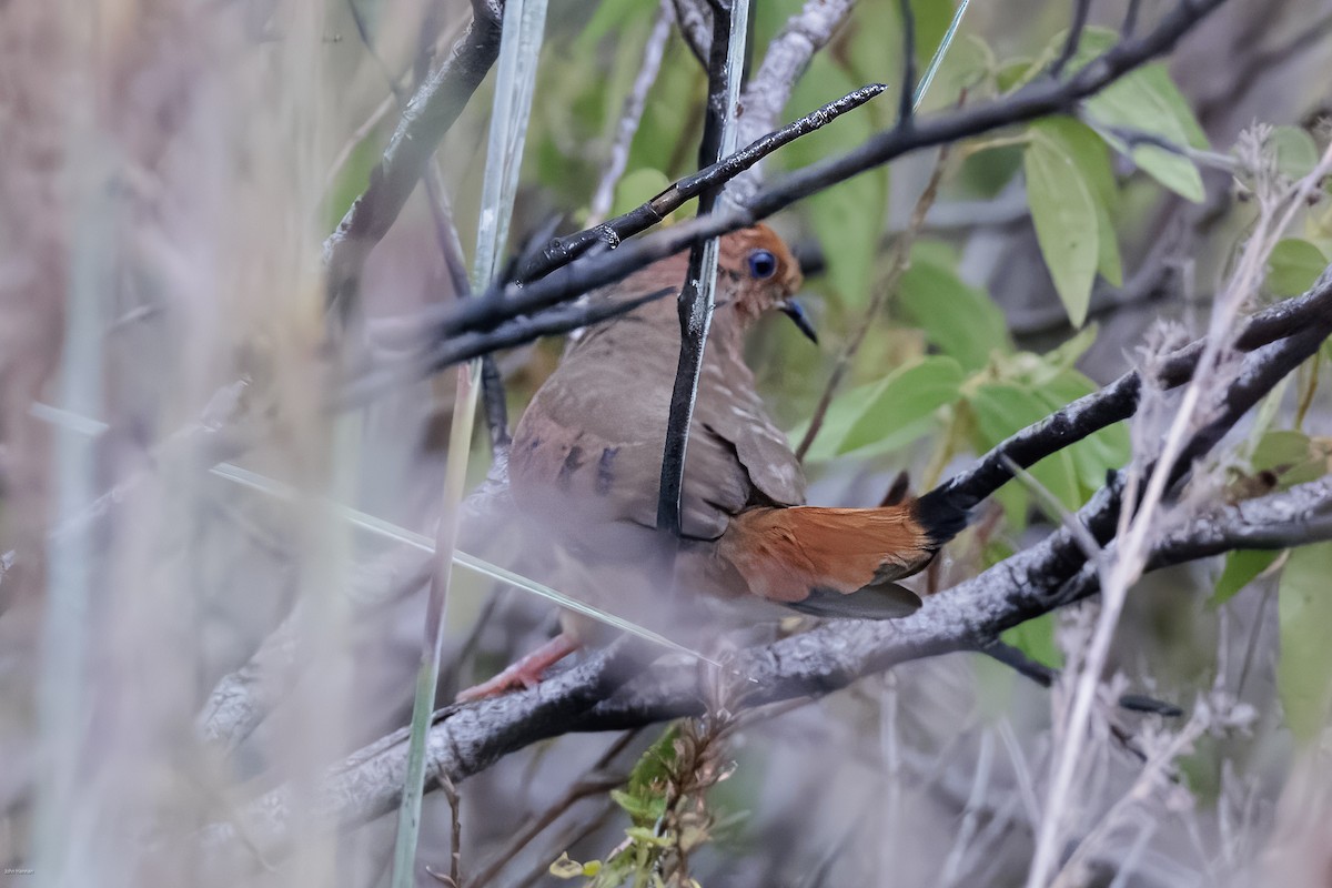 Blue-eyed Ground Dove - ML625112603