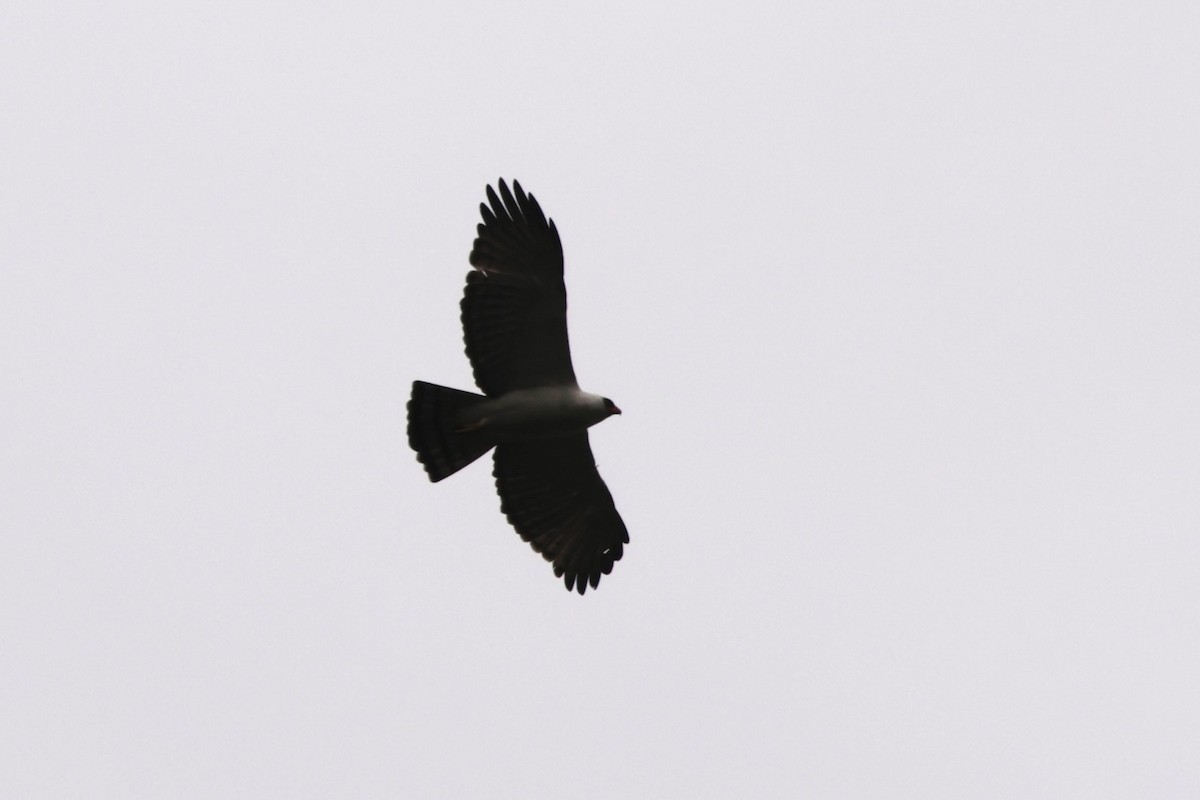 Black-and-white Hawk-Eagle - ML625112611