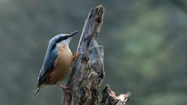 Eurasian Nuthatch - ML625112695