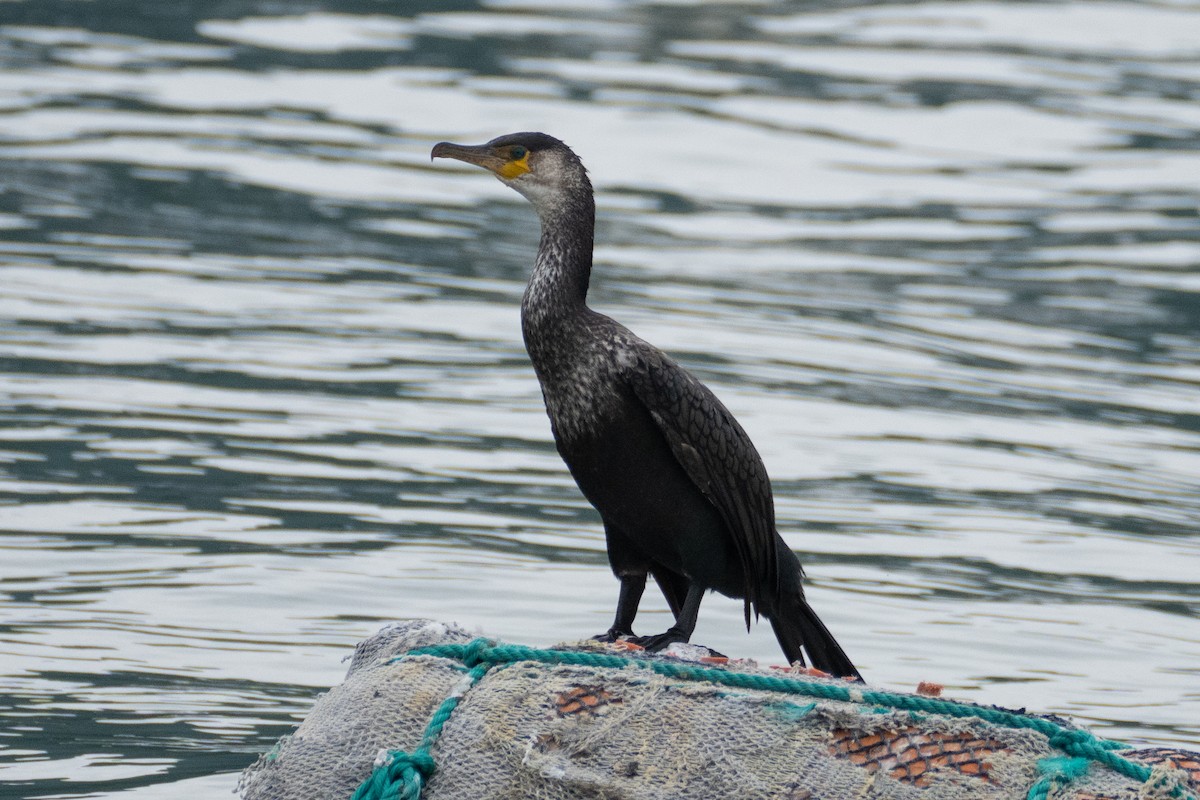 Japanese Cormorant - ML625112823