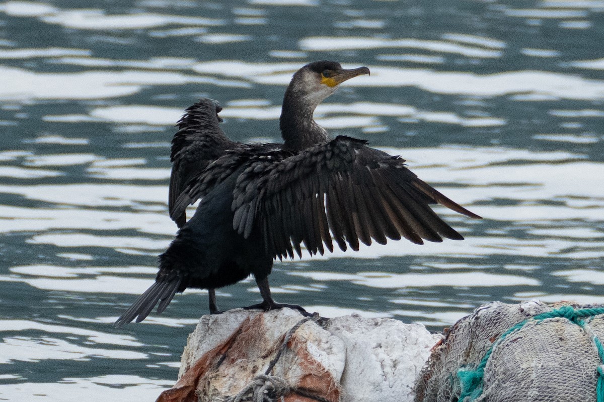 Japanese Cormorant - ML625112836