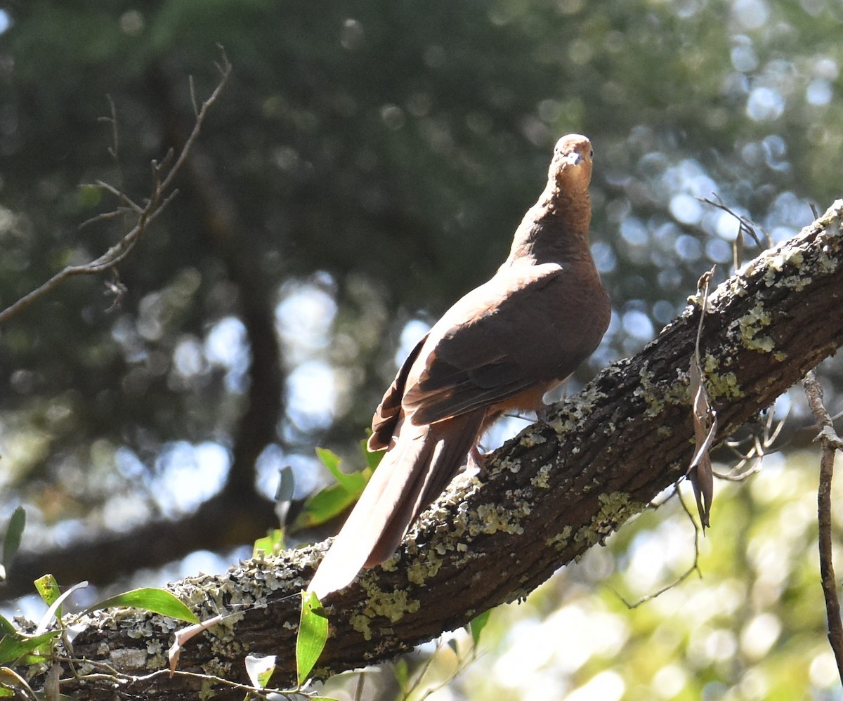 Brown Cuckoo-Dove - ML625112988