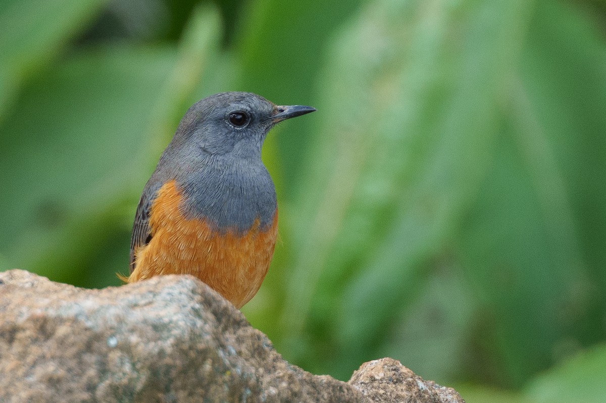 Little Rock-Thrush - ML625113168