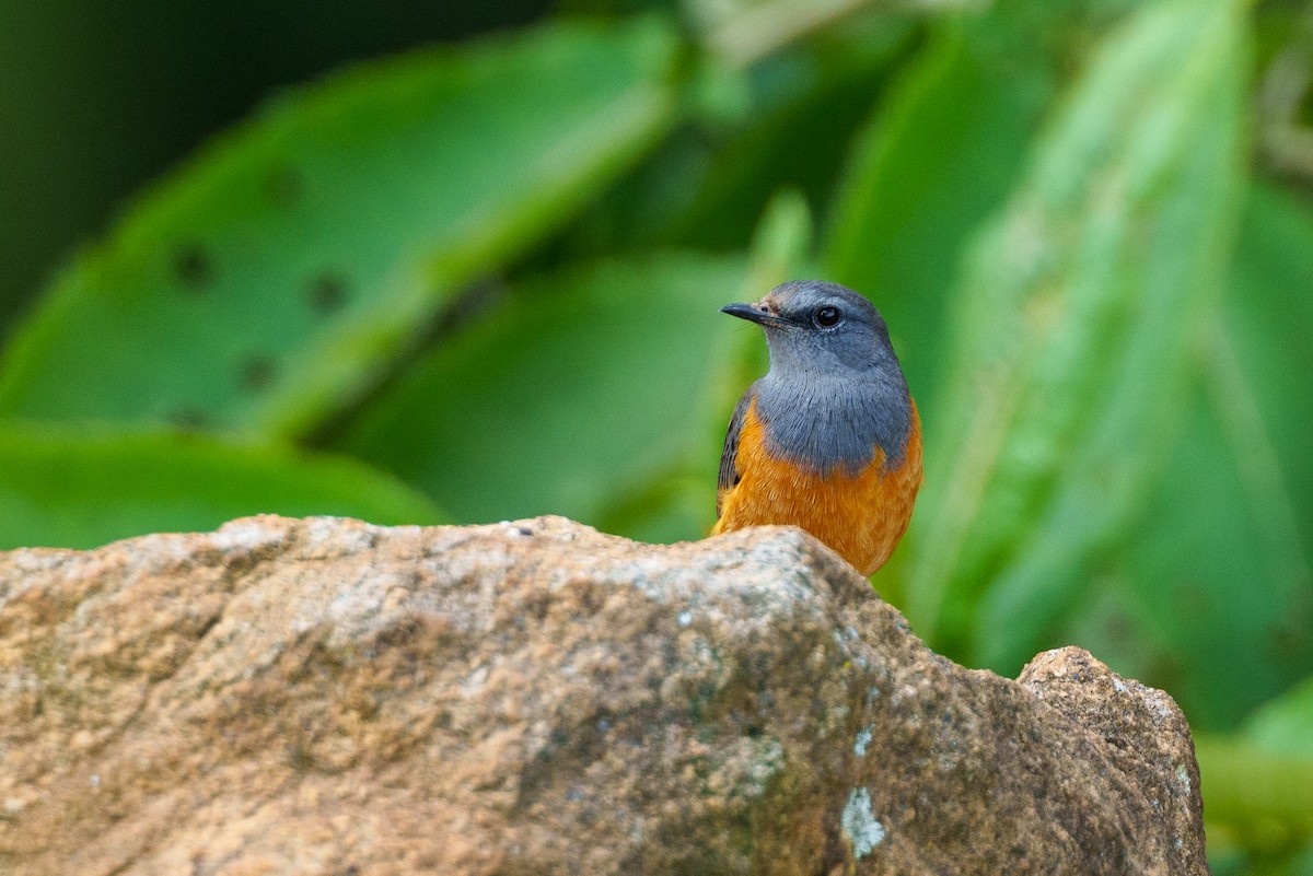 Little Rock-Thrush - ML625113169