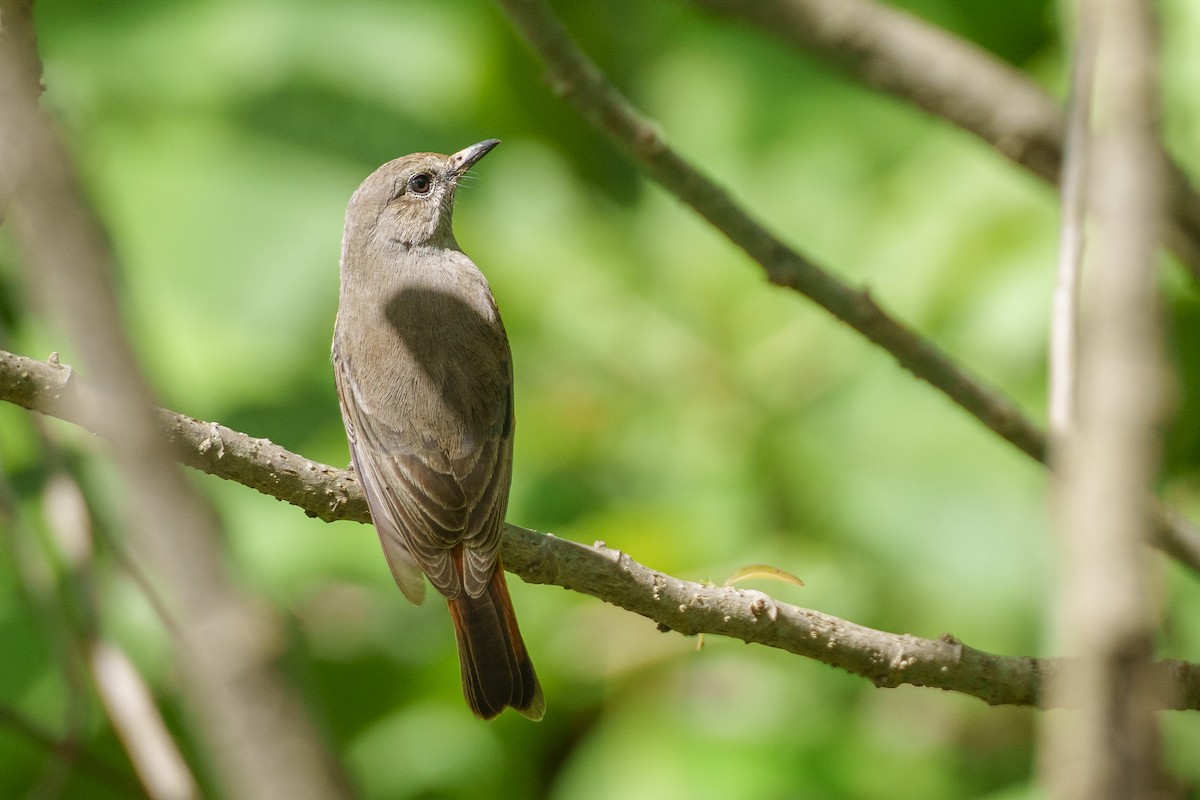 Little Rock-Thrush - ML625113170