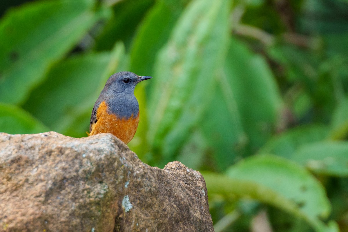 Little Rock-Thrush - ML625113171