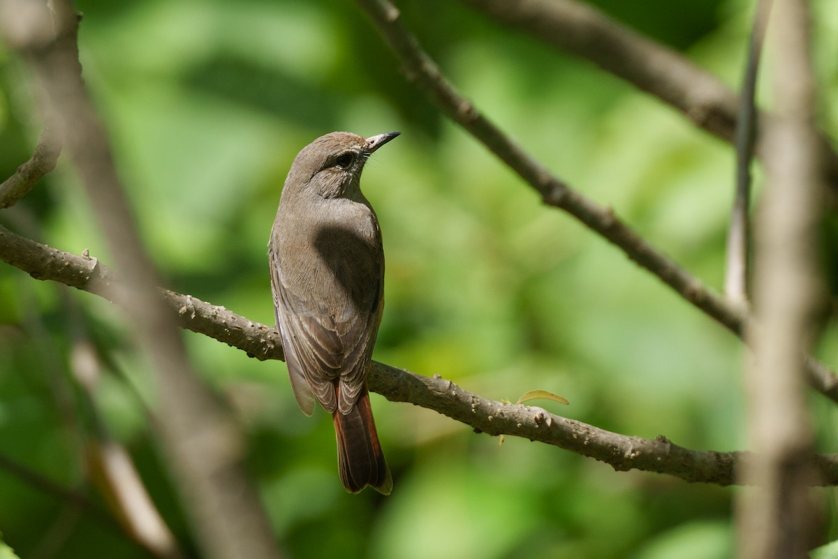 Little Rock-Thrush - ML625113172