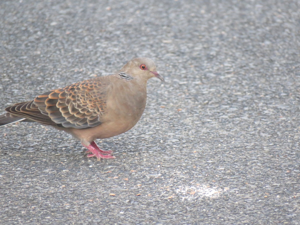Oriental Turtle-Dove - ML625113254