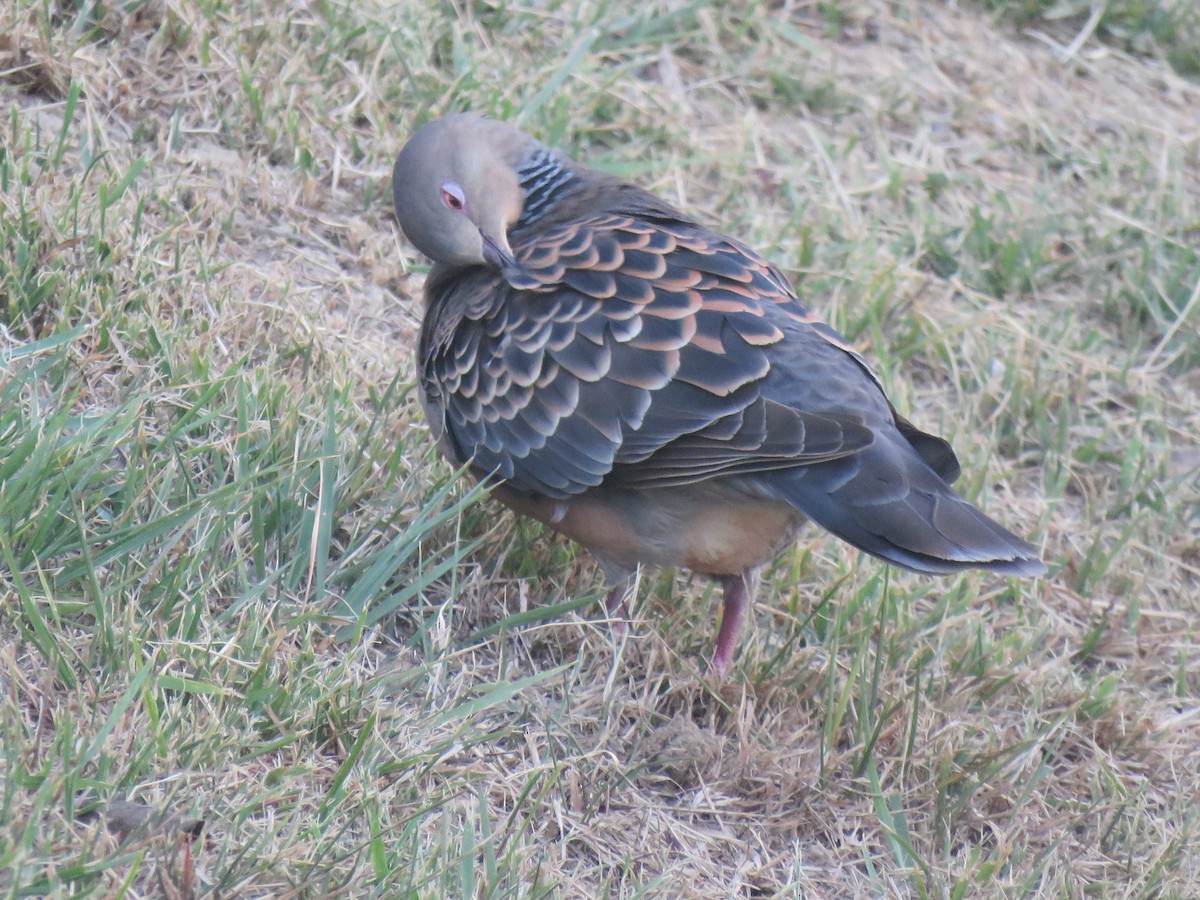 Oriental Turtle-Dove - ML625113260