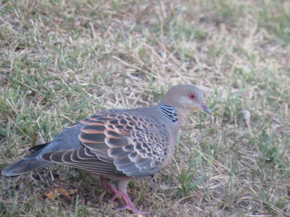 Oriental Turtle-Dove - ML625113263