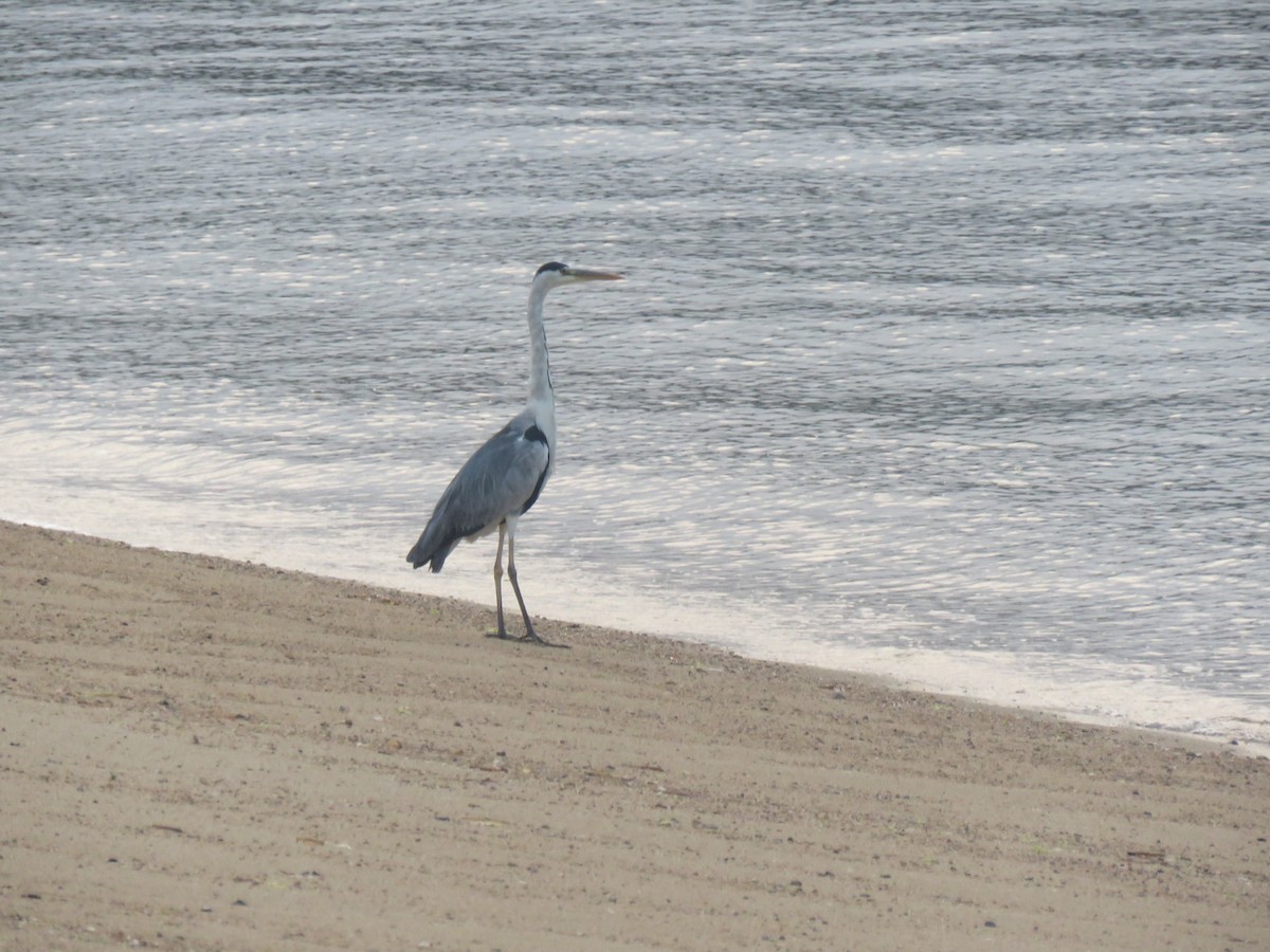 Gray Heron - ML625113266