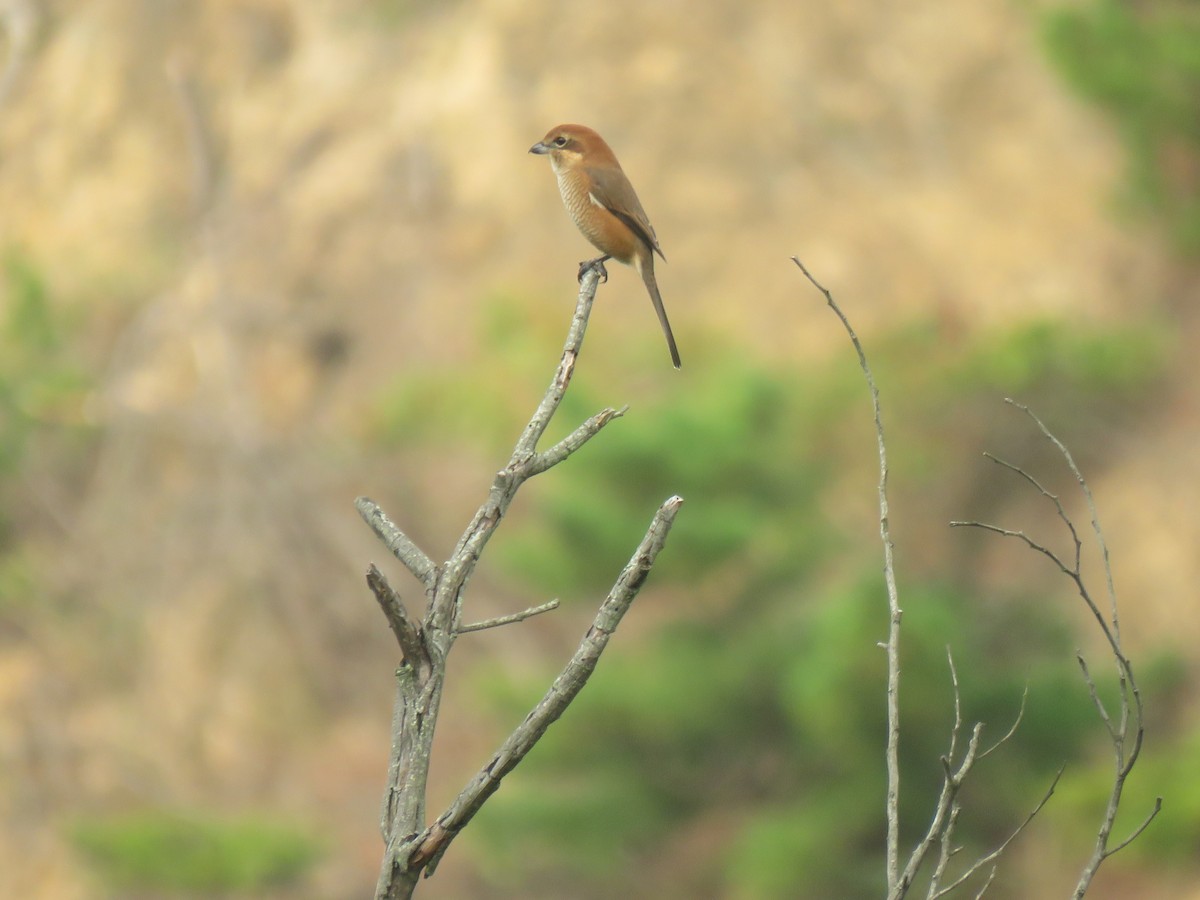 Bull-headed Shrike - ML625113277