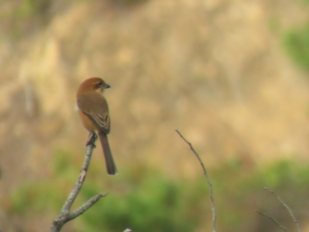 Bull-headed Shrike - ML625113279