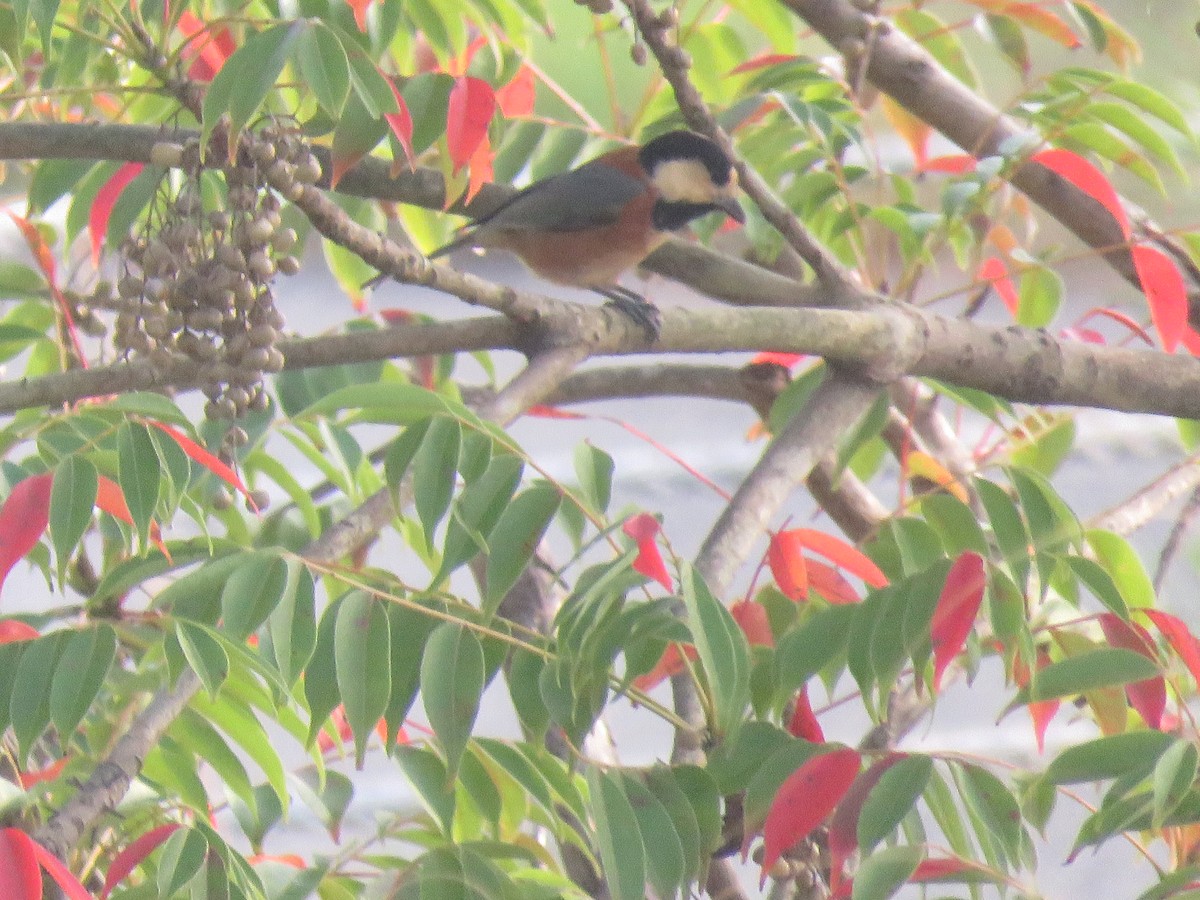 Varied Tit - ML625113289
