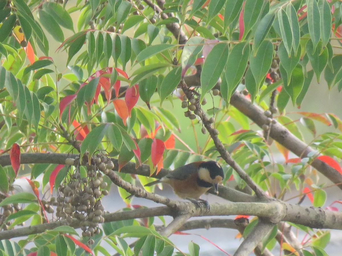 Varied Tit - ML625113291