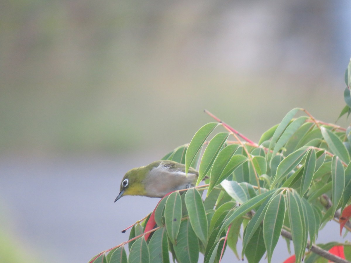 Warbling White-eye - ML625113300