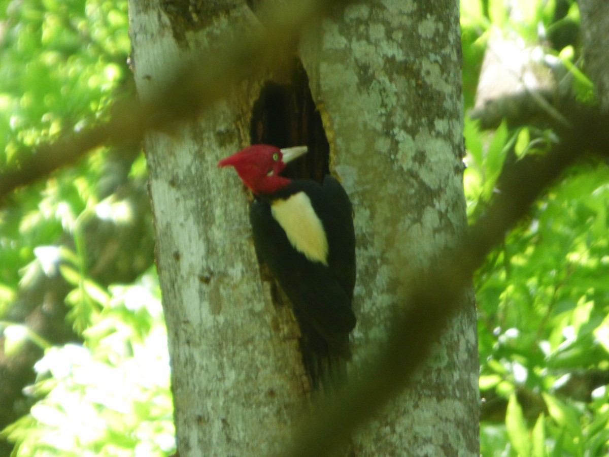 Cream-backed Woodpecker - ML625113391