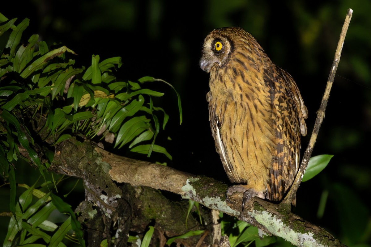 Fearful Owl - ML625113398