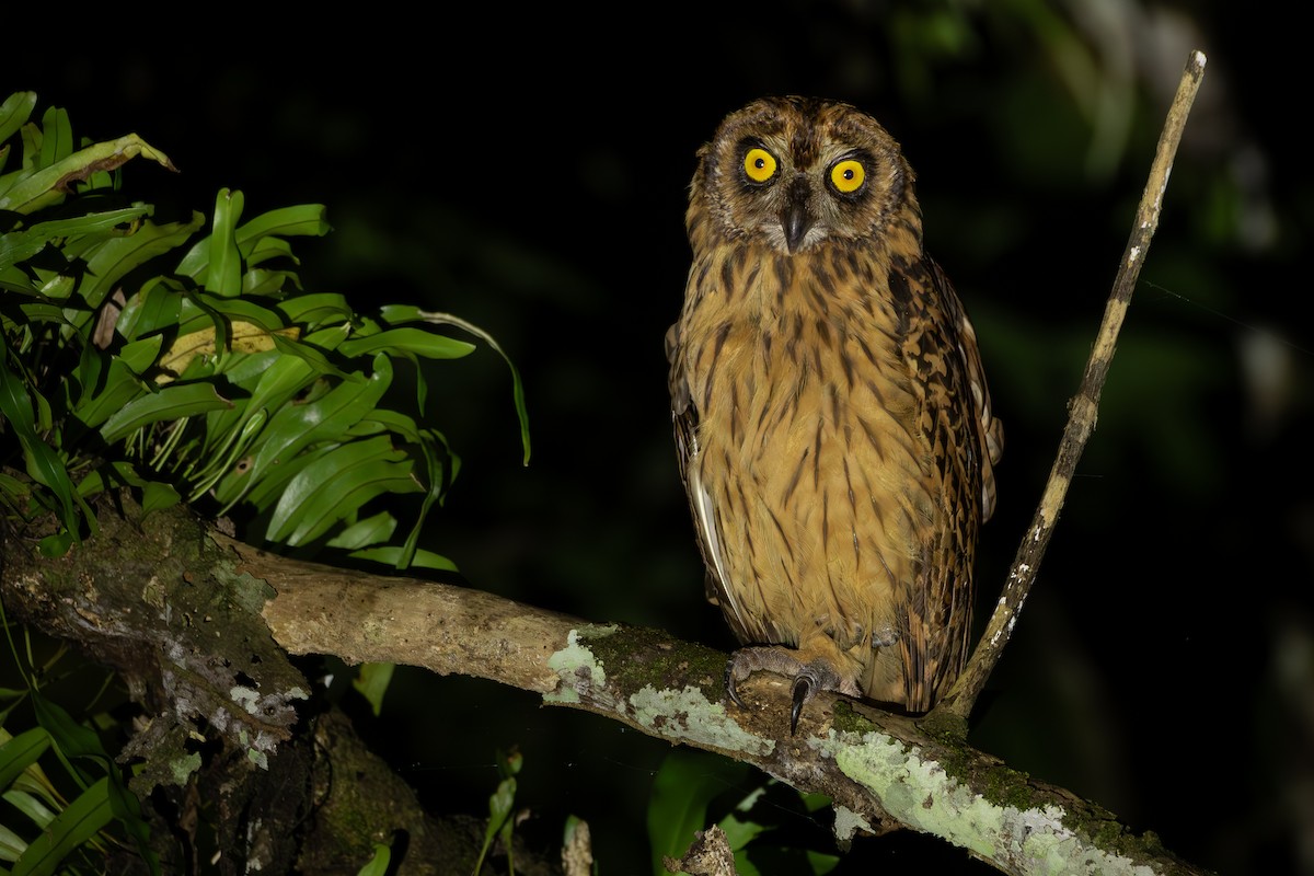 Fearful Owl - ML625113399